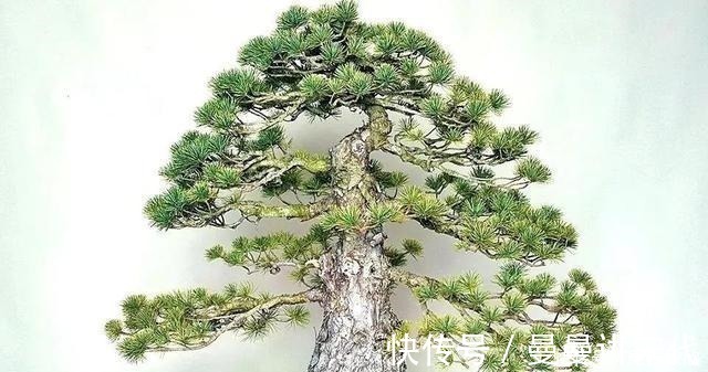 五针松盆景的6点养护技巧解析，知道了，养护五针松再也不发愁