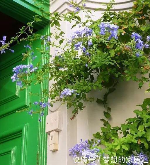 养护|最全蓝雪花养护指南，让蓝雪疯狂一夏