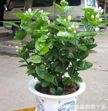 茉莉进入花期,学会这个技巧,花苞咕噜冒,花开一茬又一茬