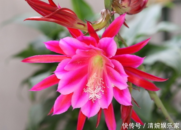 令箭荷花|人称“孔雀兰”，比蟹爪兰更好看，花色艳丽，盛夏开花，不养可惜