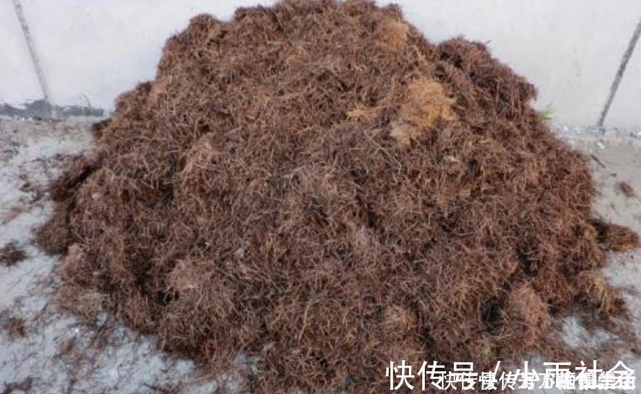 硫酸亚铁|盆栽花都怕“碱性”,养花学会2个技巧,土壤呈酸性,叶绿开花多
