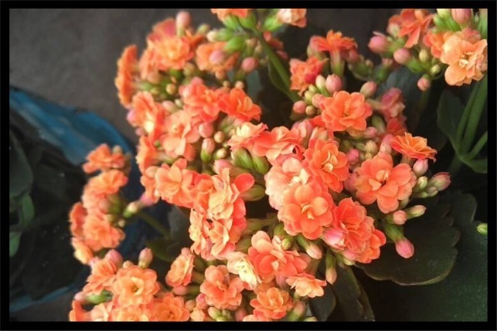 长寿花|5天浇一次这种”肥水“,长寿花15天冒花芽,一个月开出大花球!