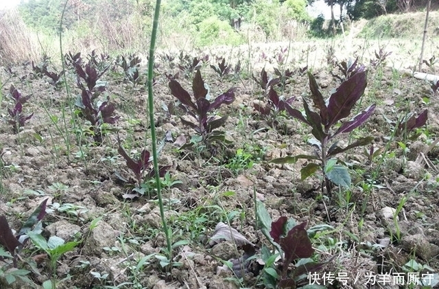 血蕨|這東西被農村人稱為“補血菜”,一年四季都可栽培,農民沒事就吃