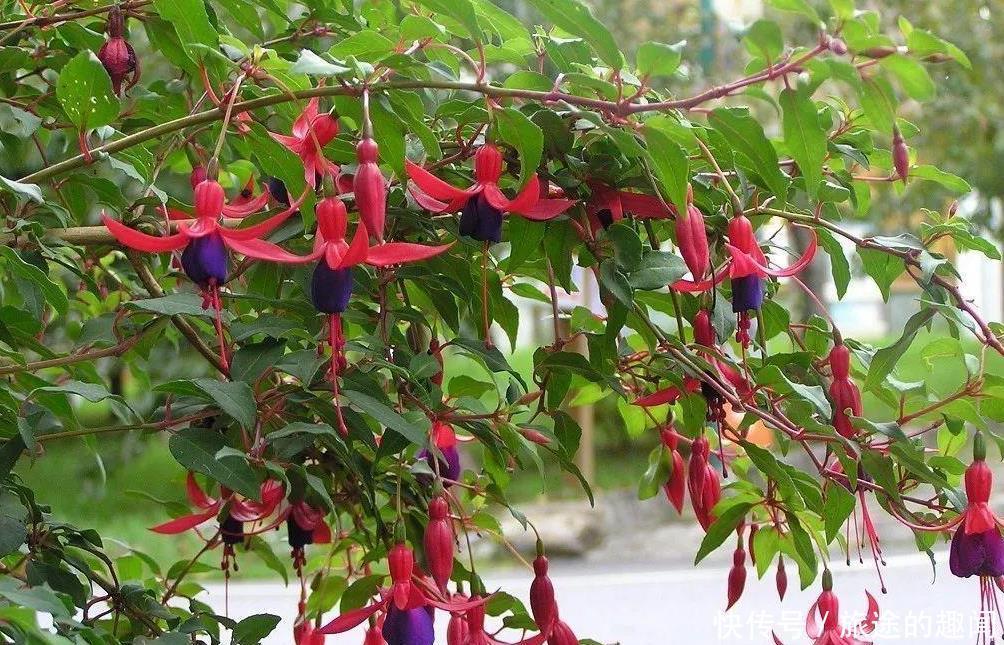 温度|几种花,高手都养不活,能养好的都是大师