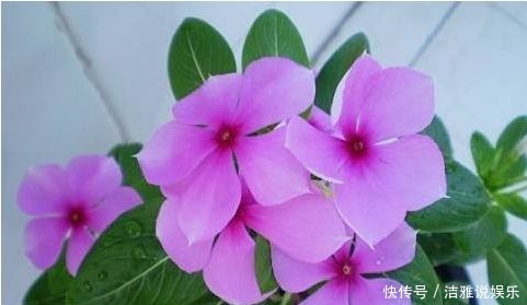  好闻|几款艳丽的花卉，漂亮又好闻，开花勤还爱爆盆