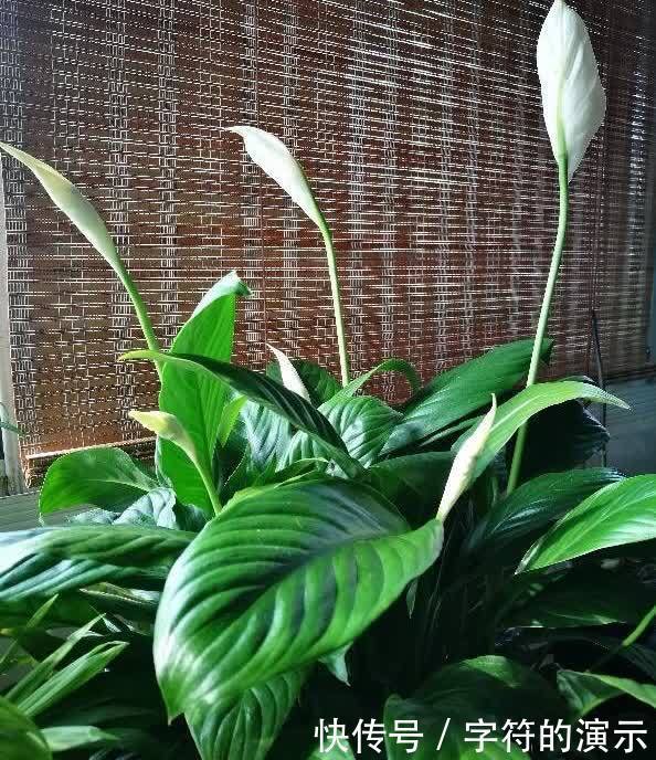 花朵|可养室内的3种花,叶色翠绿花朵高雅,阳光不足也能生长