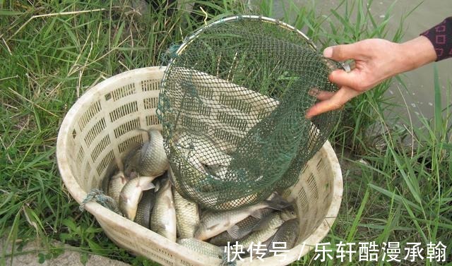 冬天时大鲫鱼和小鲫鱼哪个好钓大鲫鱼和小鲫鱼的摄食习性比较