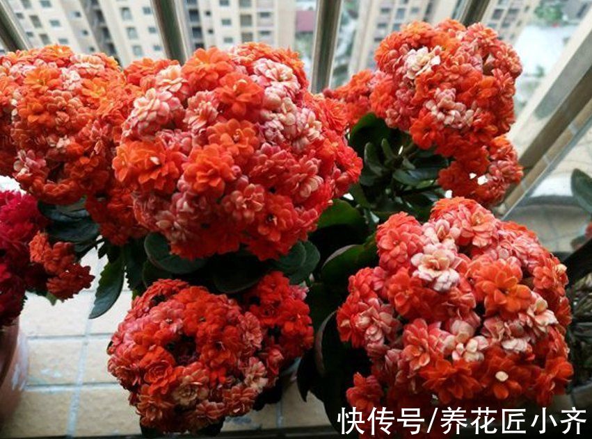 买到长寿花小苗,不要让它开花,做好这几步,让它花量“翻几倍”