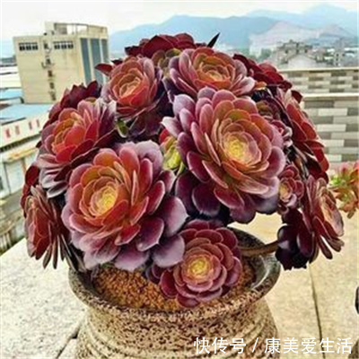 家里养多肉法师,一定做好这3件事,不黑腐化水,个个霸气十足!