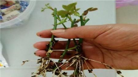 生根|学会这9个扦插绝招,插啥活啥,蹭蹭长出大白根,阳台多的放不下