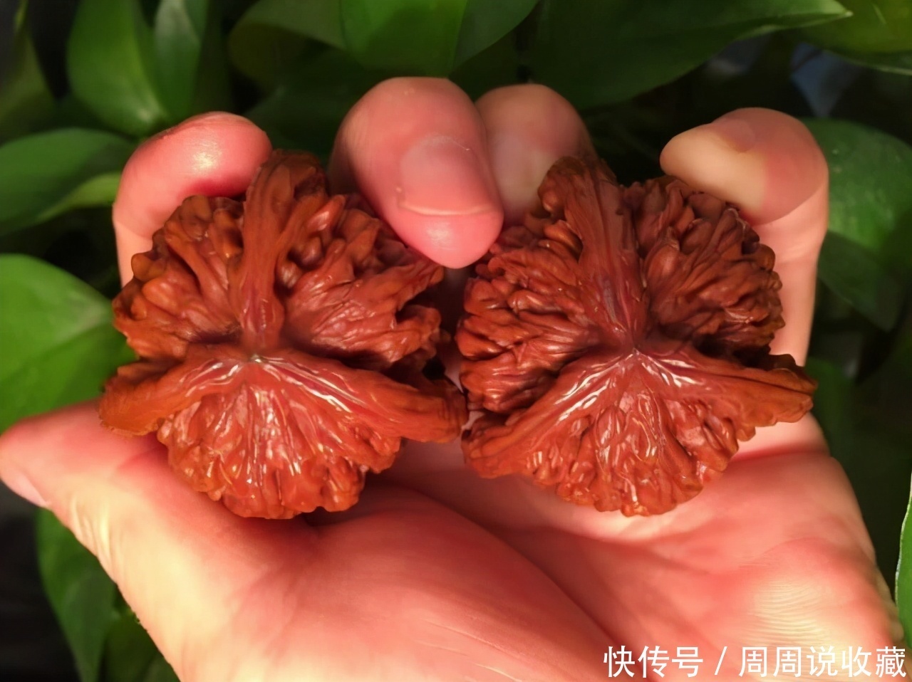 盘玩核桃之|文玩核桃快速包浆,清爽通透的秘诀是什么?盘玩时不洗手