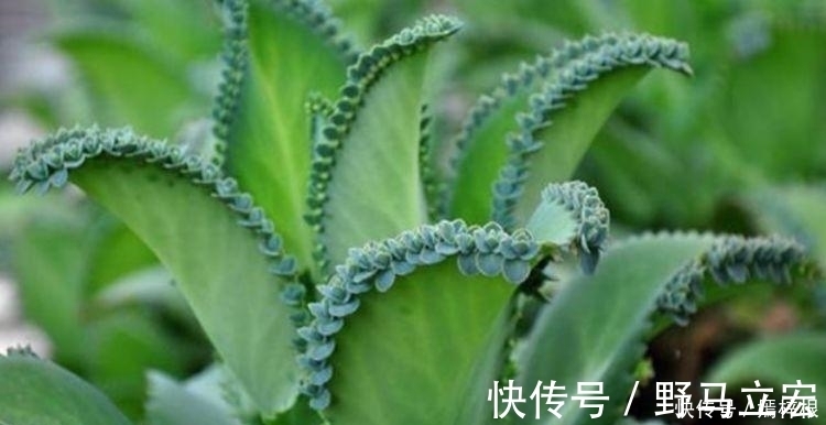 现在就养3种花,好养招财又旺人,人旺事业顺,财源滚滚