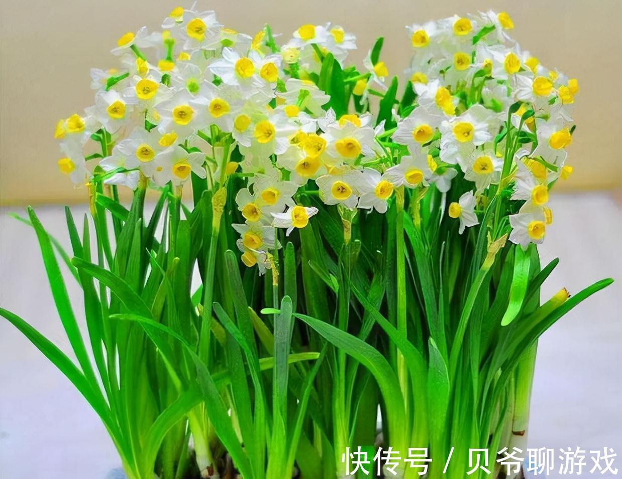 浇花还用黄豆水,那你就落伍了,养花达人都用它,浇完根茎变茁壮