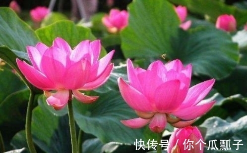 阳台|花期超长的盆栽花,放在阳台养,全年开花满枝头,花色迷人又艳丽