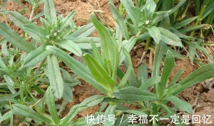 补肾排毒|女人不想显老,多吃以下3种食物补肾排毒,抗衰老,显年轻!