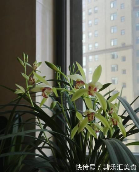 秋冬季节买兰花，一个要点要牢记，掌握了才能快速开花，长爆盆