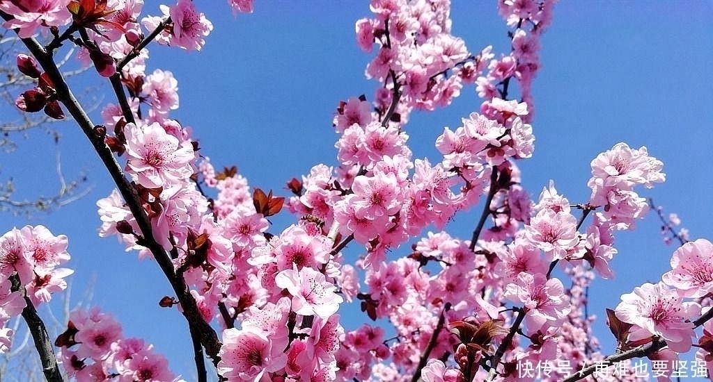 林花&李煜艳冠古今的一首小令,短小凄美朗朗上口,你一定能全词背诵!