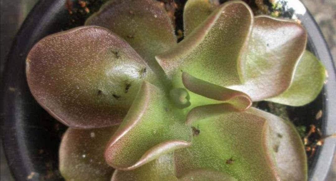 害虫|夏天养花,花盆里小虫子多,6种除虫“小技巧”,一学就会