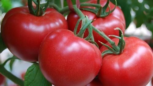 西红柿|人到中年,推荐多吃3种食物,保护细胞水分,延缓衰老,好吃不贵