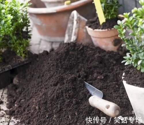 腐殖土|家中养花,别用这3种土,用上长不旺,影响开花