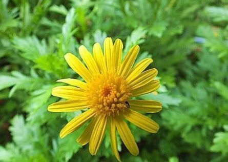 新手养花，不如养盆花中精品“情人菊”，似妩媚情人，冷艳清雅