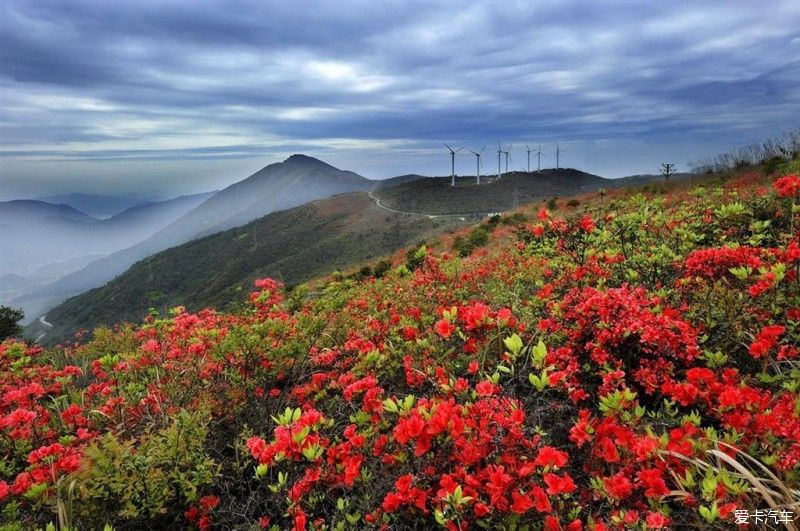 满山开遍映山红