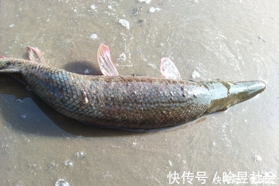 鱼塘里如果有一条这种鱼，这个鱼塘基本就废了！