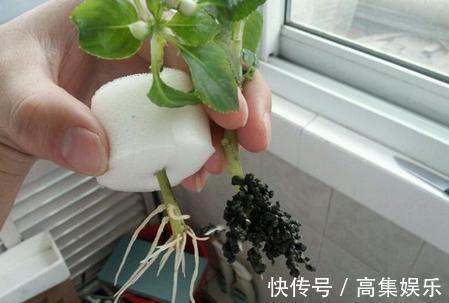 阳台上就养一棵这种“花”，插枝生根，全年都开花，一棵繁殖20棵