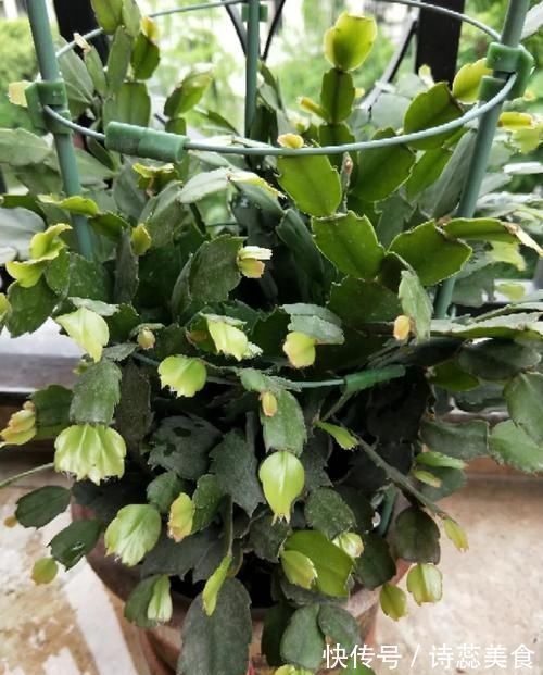 养这三种花,盆越小,开的花越多,放大盆还容易死