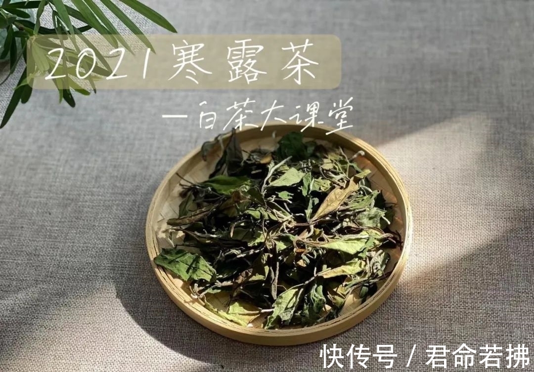 涨知识&新白茶为什么会有青味?这是好是坏,看完涨知识了