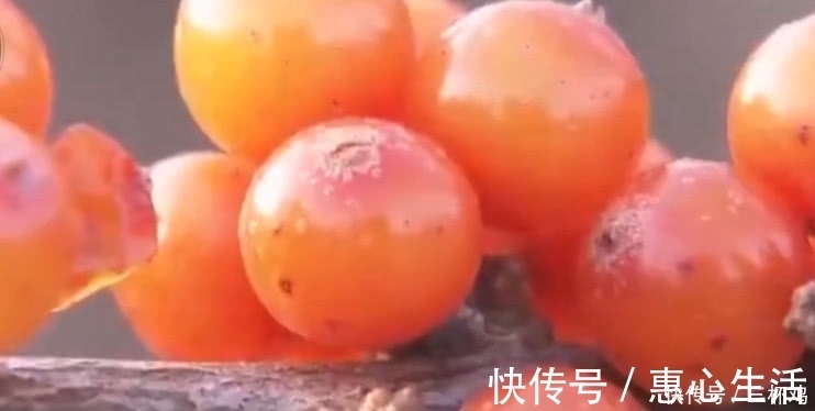 小孩|农村小孩都吃过的小野果，维C是山楂的十倍，如今一斤30元