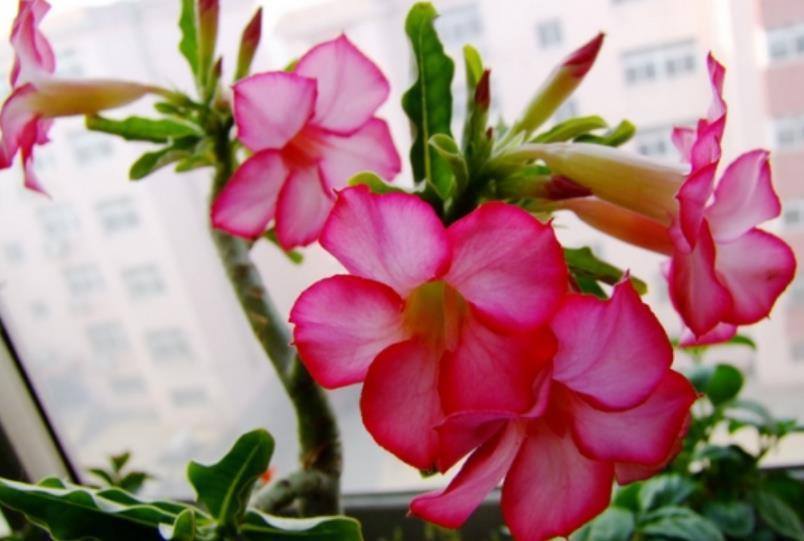 寒冬养沙漠玫瑰,别只注意浇水,还有3点需要关心