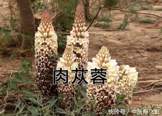 药食|药食两用的肉苁蓉,滋补肾阳不足、润肠通便的谦谦君子