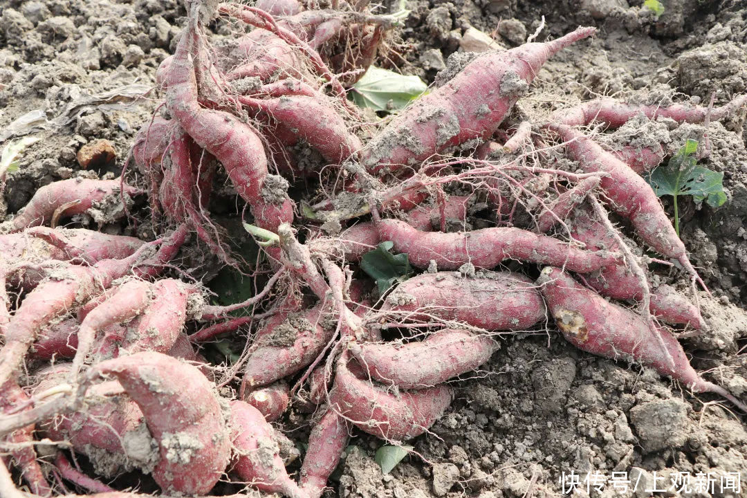  金山|金山人，这个冬天，冰淇淋与烤红薯可兼得