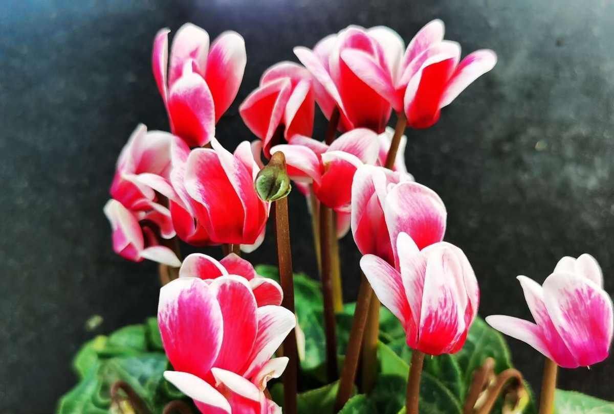 几种开花植物超耐阴,带来吉祥好兆头,养上一盆好运连连