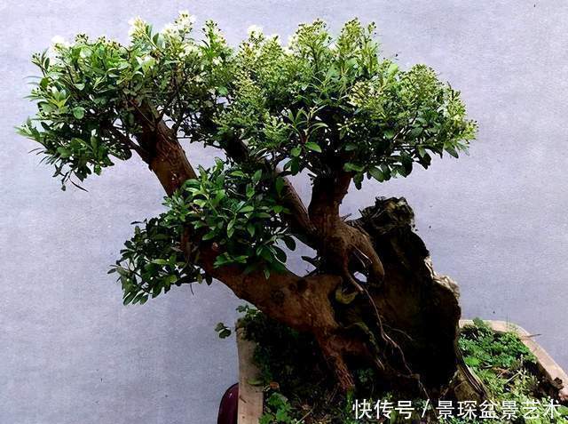 盆景扦插繁殖难生根?试试这6种自制生根水,生长快还茁壮