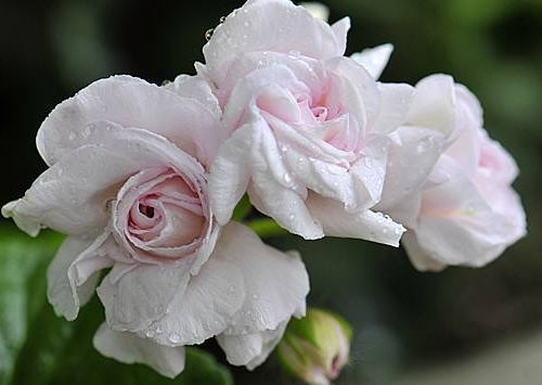 养花就养这几款，花朵小巧玲珑，家里富贵又幸福