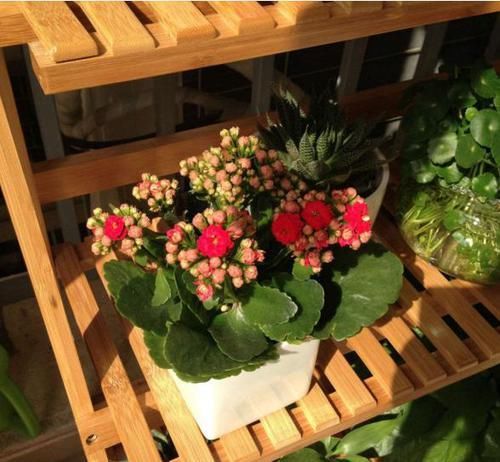  听听|给长寿花促花用磷酸二氢钾，灌根还是喷叶？听听专家怎么说！