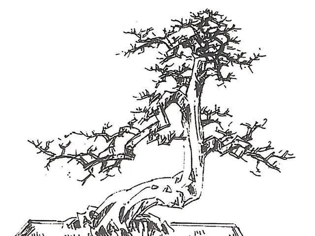 一盆九里香,阳台香飘飘,6款盆景造型玩法,哪一款受你青睐