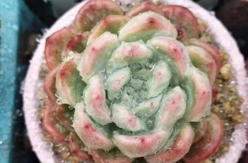 寒潮来袭，阳台养的多肉出现“这3级”冻伤，别扔掉还有救！