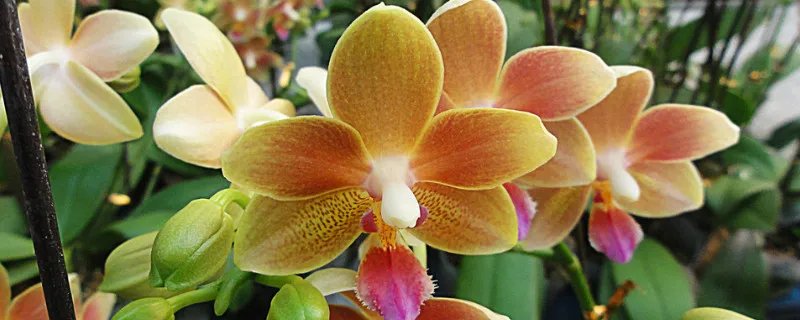 种植蝴蝶兰要记得用透明花盆撒