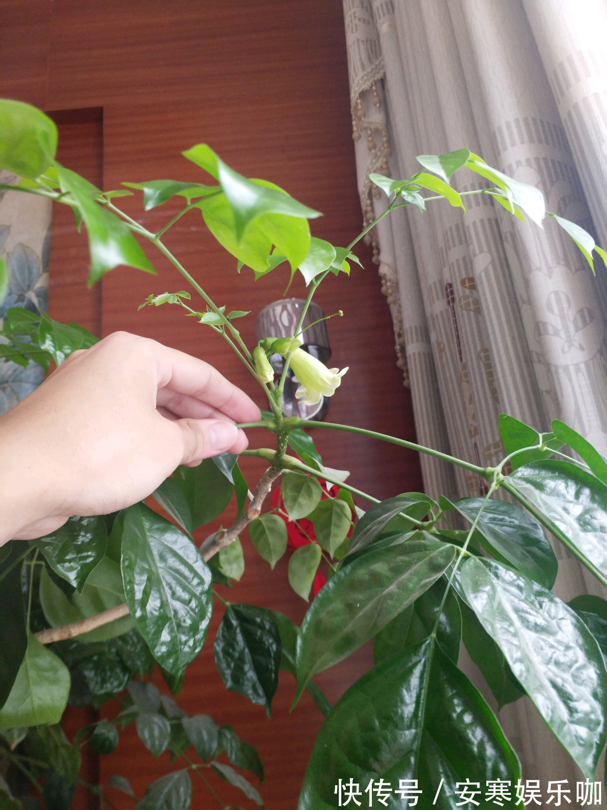 养花高手,能把普通的植物“养开花”,比如虎皮兰、富贵竹、玉树