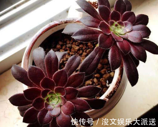 黑法师|多肉黑法师怎么养教你3个小妙招,养出乌黑油亮的黑法师