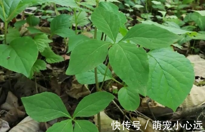 家乡|此为“山海螺”,若长在你家乡,请少挖些,答应我,因为太珍贵了