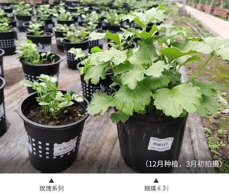 颜值超高|1种花名叫“花毛茛”，开花像是小蝴蝶，颜值超高