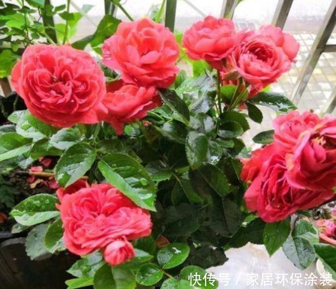  4种花高贵优雅，看了就让人沉醉，好养易活超美的