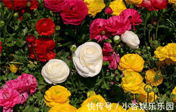 5月22日开始,养花试试这几款,开花幽香暗淡,家里养着上档次!