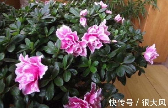 拿白醋养杜鹃、栀子花、绿萝,原来用法有区别,效果也不一样