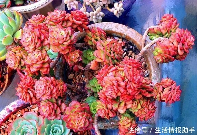 多肉中的牡丹仙子,晶莹剔透爱爆头,杏黄橙红颜色美,最适合新手!