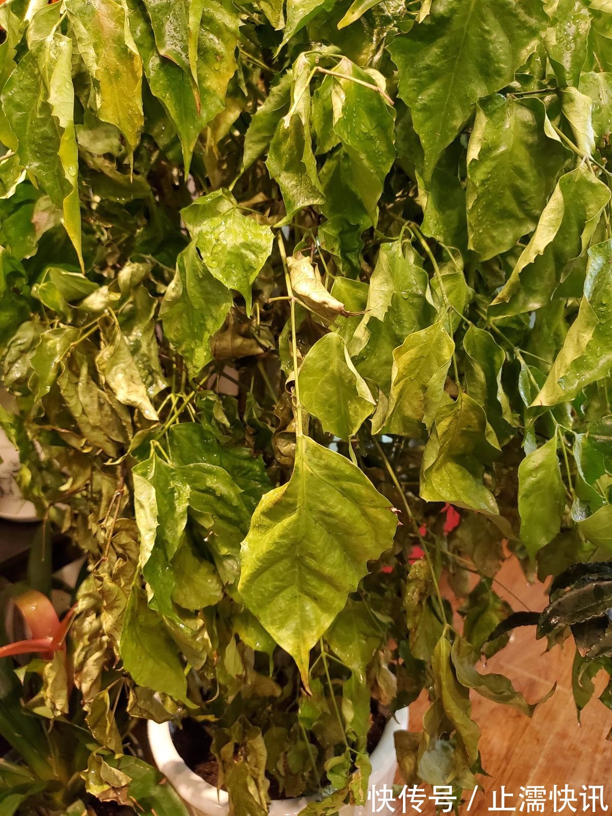 为啥你换盆后花草都蔫了这几件事没做好,分分钟叶子掉光变秃头
